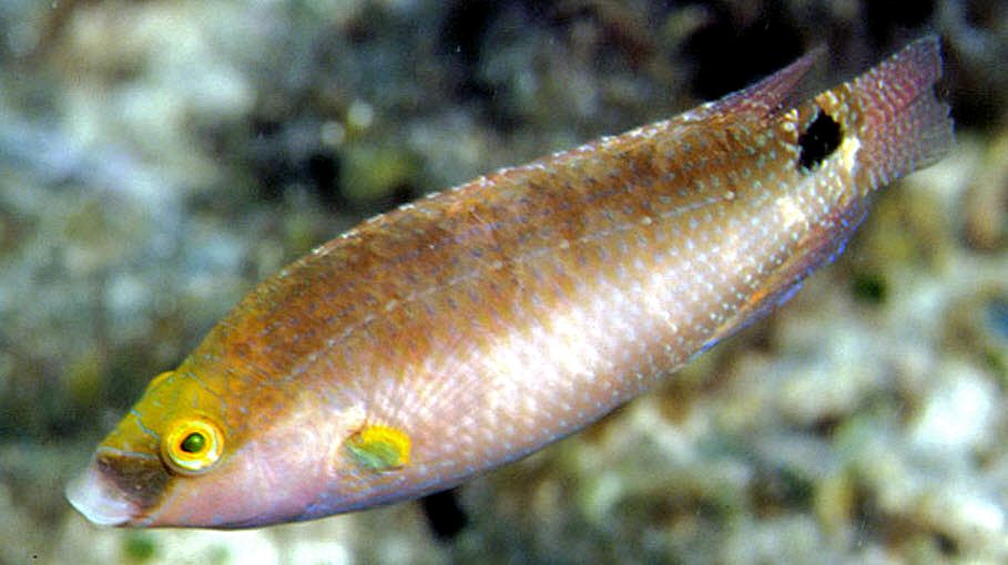 Symphodus mediterraneus_000007